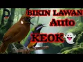 Lagu SUARA PEMBUNUH LAWAN 😡 KOMBINASI CILILIN DAN CUCAK CUNGKOK | MASTERAN BURUNG MEWAH FULL TEMBAKAN ⚡
