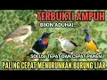 Lagu Suara pikat burcil vs Kutilang ribut ampuh 2025