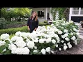 4 Year Update on Our Incrediball Hydrangea Hedge