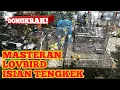 Download Lagu LOVEBIRD ISIAN tengkek, sangat cocok buat masteran