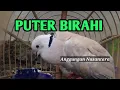 Download Lagu BURUNG PUTER BIRAHI SEDANG MERAYU BETINA