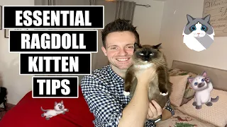 17 things I wish I knew BEFORE getting a RAGDOLL KITTEN ESSENTIAL Tips for OWNING a RAGDOLL KITTEN