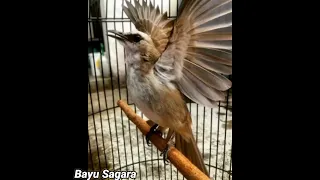 mp3 pikatan semua jenis burung trucukanngebren mp3pikat viral