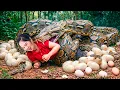 How to Catch Giant Black Python Eggs Go to Market Sell attacked while collecting python eggs