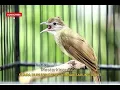 Lagu AWAS.⚠️  IKUT EMOSI || SUARA BURUNG KAPAS TEMBAK TARUNG RIBUT 15 Juli 2025