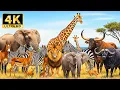 Download Lagu 4K Wildlife Wonders – Majestic Animals and Serene Landscapes with Relaxing Music