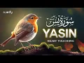 Lagu Surah Yaseen سورة يس | Relaxing \u0026 Soothing Quran for Deep Sleep, Healing \u0026 Protection #quranforsleep