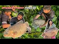This year's Chao Phraya River rhinoceros fish are here! (It wasn't easy to catch them!!!) #Mister...