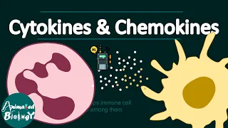 Cytokine and chemokine made simpler | Animated explanation | Immunology