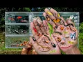 Download Lagu I searched for insects in the garden I got Assassin Bug, Cricket, Cockroach, Grasshopper, Dragonfly