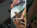 Download Lagu Buying a 6,000$ exotic Lizard 🦎