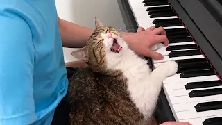 When Cats Forget Theyβre Cats and Act Like Little Humans π