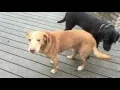Adopt Paulie