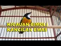 Download Lagu BURUNG BIMOLI / KANCILAN EMAS GACOR