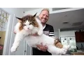 4ft Long Samson Is New York s Biggest Cat
