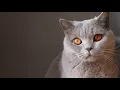 Download Lagu Music Therapy for Cats to Play, Dance and Make Them Happy, Relaxing Music for Kittens
