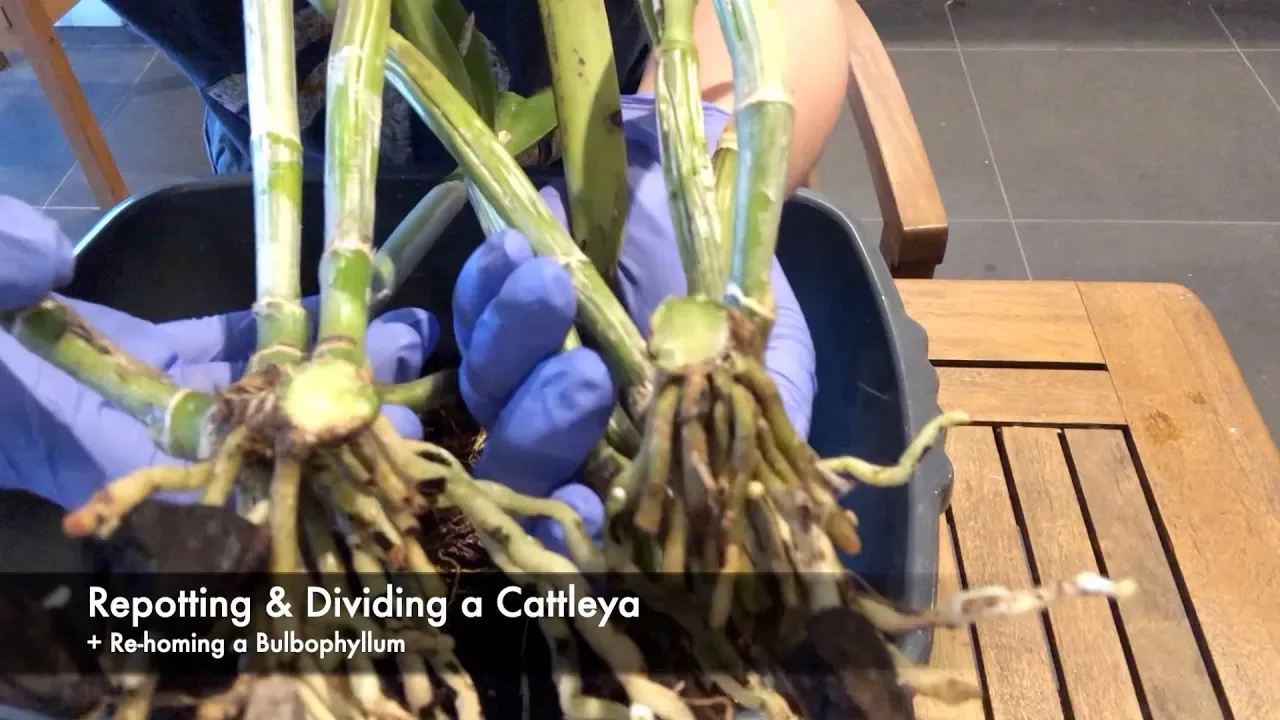 ORCHID CARE: REPOTTING & DIVIDING A CATTLEYA AND A NEW HOME FOR MY ONLY BULBOPHYLLUM