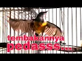 Download Lagu Kemade gacor tembakan pedas,materi ampuh kemade bahan.