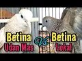 Download Lagu Perkutut Betina Lokal Vs Betina Udan Mas, Perkutut Jantan Pasti Nyaut