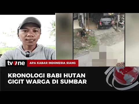 Ternyata Ini yang Terjadi soal Video Babi Hutan yang Serang Warga hingga Alami Luka