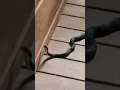 Download Lagu Black Snake on the Porch During a Storm!!!!! #snake #blacksnake #storm
