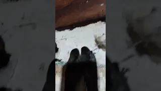 rekam suara indukan original yg sedang bermain dengan pasangannya