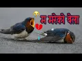 Lagu Ma Mareko Bela ( म मरेको बेला ) Narayan Ale | Nepali song | AllStar Nepal | New Nepali Song 
