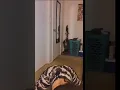 Sexy Bbystar twerking