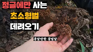 정글숲 썩은 나무 틈에만 사는 미니꿀벌 잡아서 양봉장으로 데려오기(feat.프응꿀 판매)