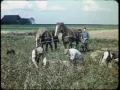 Download Lagu Parels uit het Archief: Noord-Friesland - aardappelland