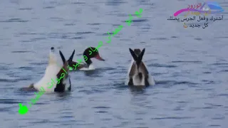 صوت البط الشهرمان 