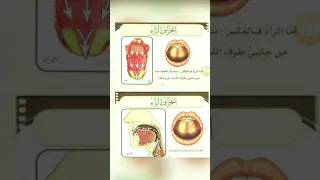 صورة توضيحيه للسان عند النطق بحرف الراء 