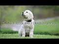 Training 9 Week 3 Day Old Golden Retriever Puppies With Positive Reinforcement Litter