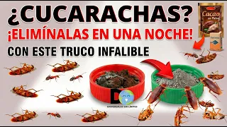 Pon esto UNA NOCHE en tu casa y NO volverás a ver cucarachas | Insecticida Casero