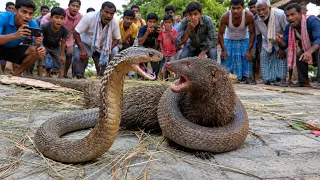 Cobra vs mangoosh गड्ढे में एक साथ गिरे नेवला और विशालकाय कोबरा 😱 फिर आगे जो हुआ 