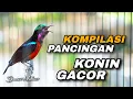 Lagu PANCINGAN KONIN GACOR FULL ISIAN KOMPILASI MEWAH TEMBAKAN MELENGKING AUDIO JERNIH