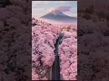 Download Lagu Cherry Blossoms (Sakura) in Japan 🌸🌸🌸#cherryblossom #sakura #japan #short