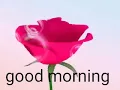 Good morning rose