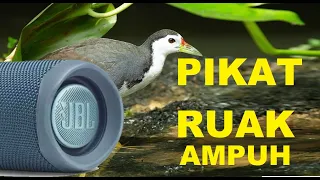 Download SUARA PIKAT RUAK AMPUH PEMBUKTIAN NYA MP3