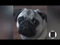 Bing Bing Boo make you dance on bed version full masti sped up #trending #trendingsong #music #songs