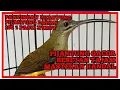 Download Lagu PIJANTUNG GACOR BESETAN TAJAM
