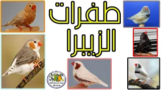 طفرات طائر الزيبرا فينش شرح مفصل مع الصور 