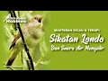 Download Lagu KICAU BURUNG SIKATAN LONDO KOMBINASI SUARA AIR MENGALIR UNTUK MASTERAN DAN TERAPI BURUNG  AGAR GACOR