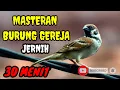Download Lagu MASTERAN TERBAIK BURUNG LOMBA : BURUNG GEREJA JERNIH