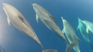 Dolphins in a calm sea