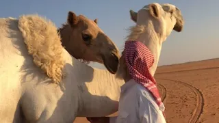 لاجيتيني وانتي نجد جيتك وانا ابن سعود الوليد ال عامر 