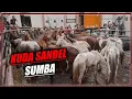 Lagu PULUHAN EKOR KUDA SANDEL SUMBA DATANG DI PULAU JAWA