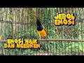 Download Lagu JEBOLKAN EMOSI SOGON ANDA EMOSI NAIK LANGSUNG NGEREM #sogon #sogongacor #pancingansogon 