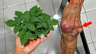 APENAS 1 FOLHA LIMPA O CORPO!!