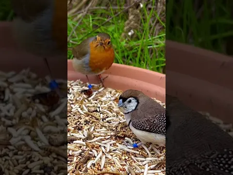European Robin Owl Finch Bird Aviary
